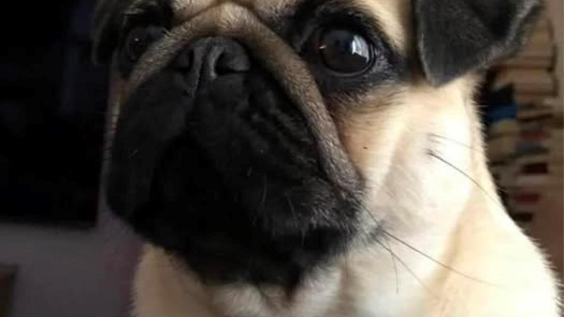 skylaki-pug-examilia