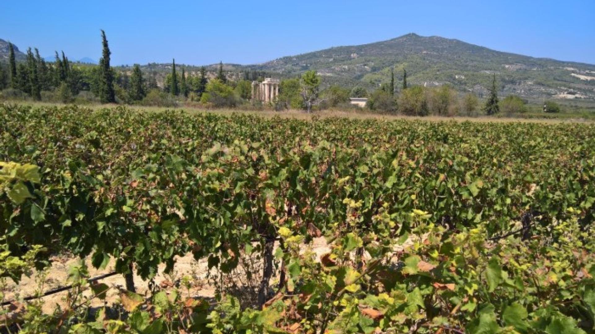 nemea