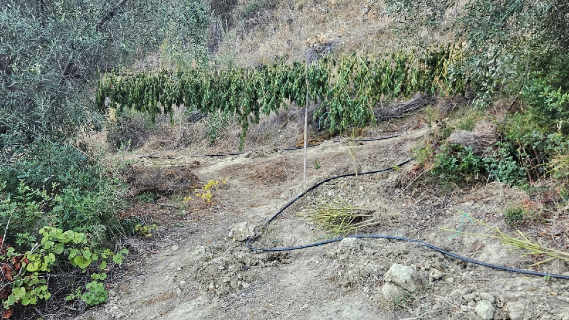 korinthia-entopismos-fyteias